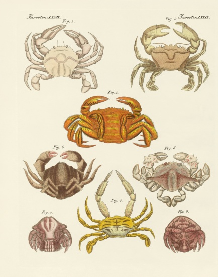 Different kinds of crabs from German School, (19th century)
