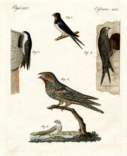 Different kinds of doves from German School, (19th century)