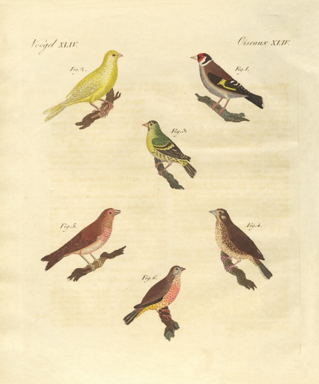 Different kinds of larks from German School, (19th century)