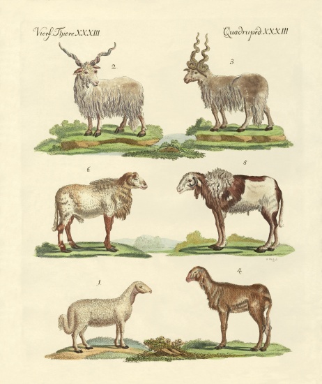 Different kinds of sheep from German School, (19th century)