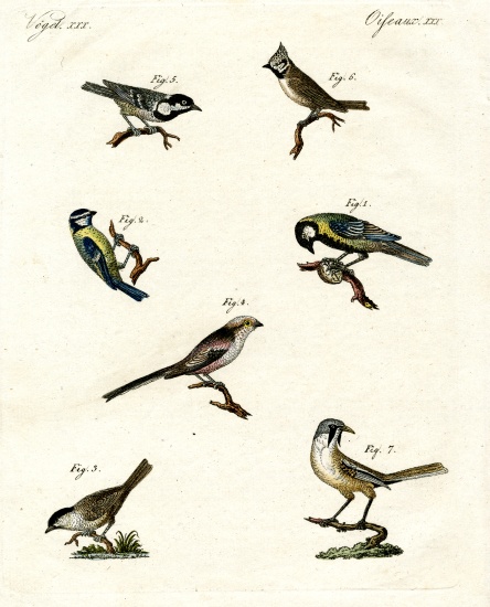 Different kinds of tits from German School, (19th century)