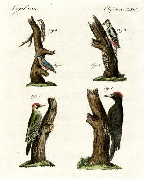 Different kinds of woodpecker