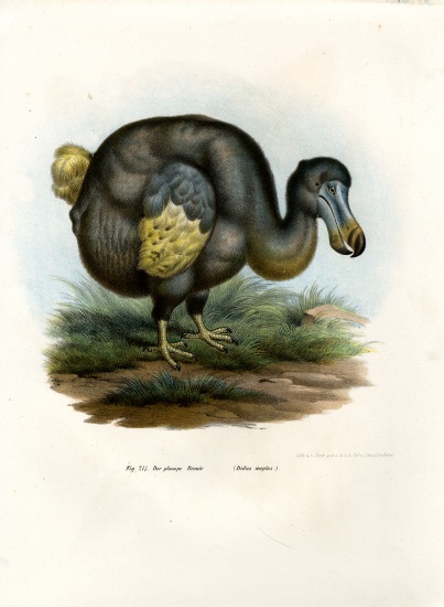 Dodo from German School, (19th century)