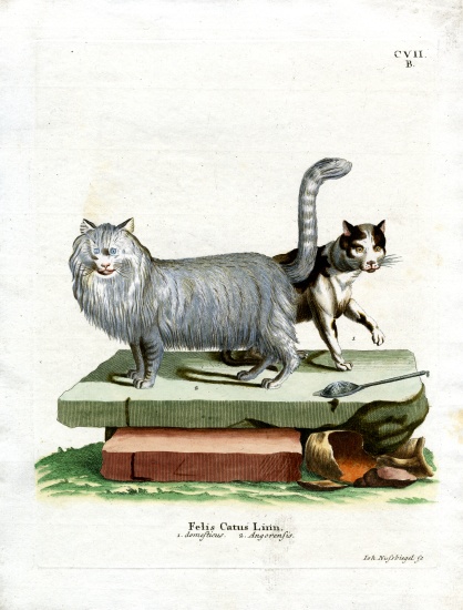 Domestic Cat from German School, (19th century)