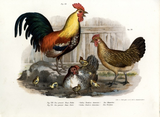 Domestic Fowl from German School, (19th century)