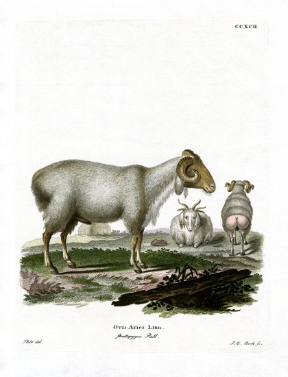 Domestic Sheep from German School, (19th century)