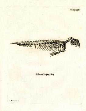 Dugong Skeleton