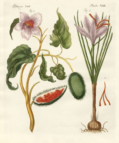 Dye plants from German School, (19th century)