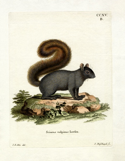 Eastern Fox Squirrel from German School, (19th century)
