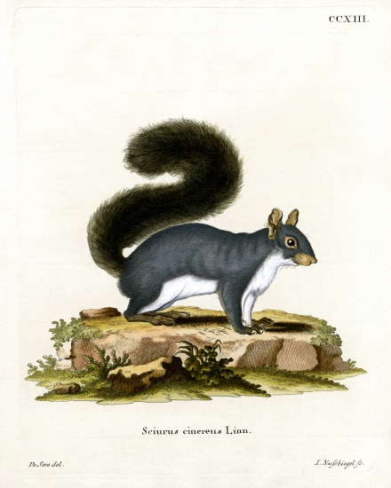 Eastern Gray Squirrel from German School, (19th century)