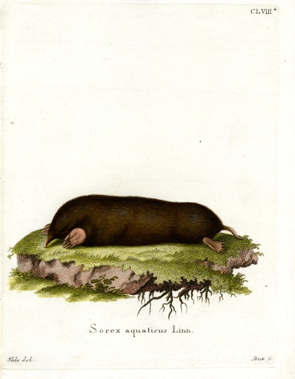 Eastern Mole from German School, (19th century)