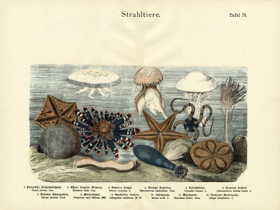 Echinoderms, c.1860 from German School, (19th century)