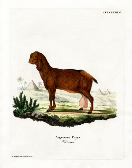 Egyptian Goat from German School, (19th century)