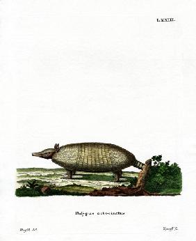 Eight-banded Armadillo