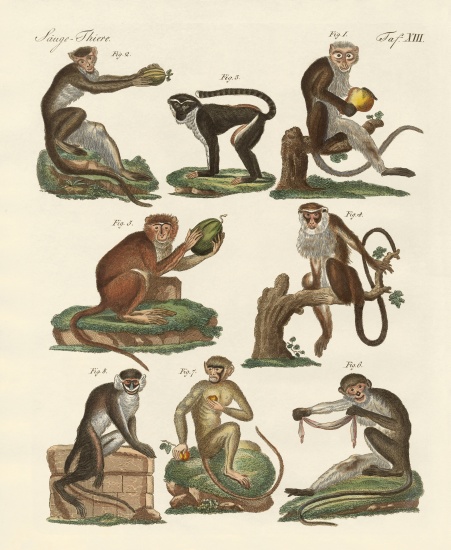 Eight kinds of guenon from German School, (19th century)
