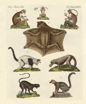 Eight kinds of lemurs