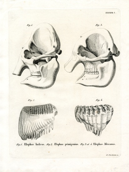 Elephant Skulls from German School, (19th century)