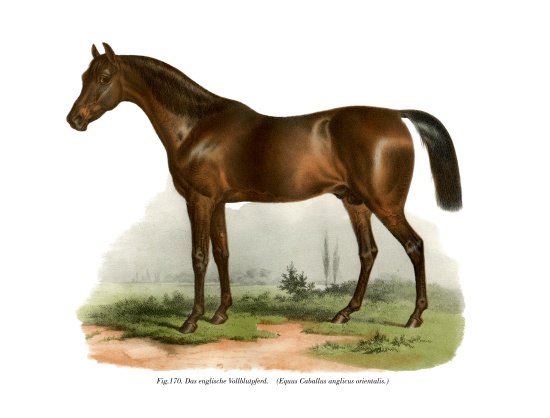 English Thoroughbred Horse from German School, (19th century)