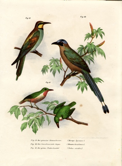 European Bee-eater from German School, (19th century)