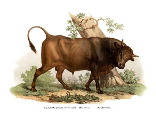 European cattle from German School, (19th century)