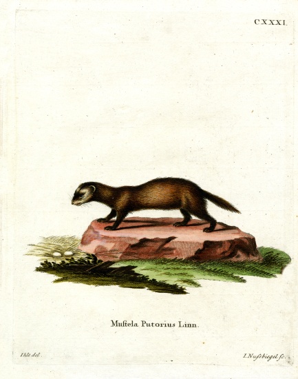 European Polecat from German School, (19th century)