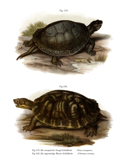European Pond Turtle from German School, (19th century)