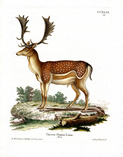 Fallow Deer from German School, (19th century)