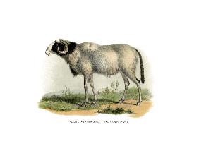 Fezzan-Sheep