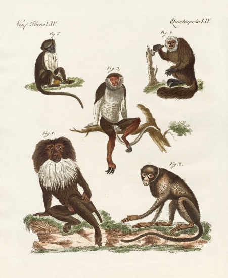 Five kinds of monkeys from German School, (19th century)