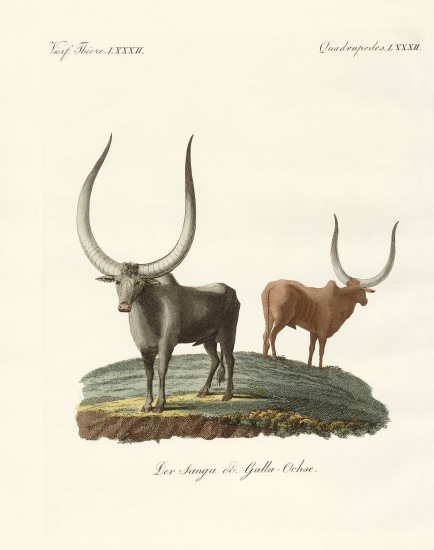 Foreign mammals from German School, (19th century)