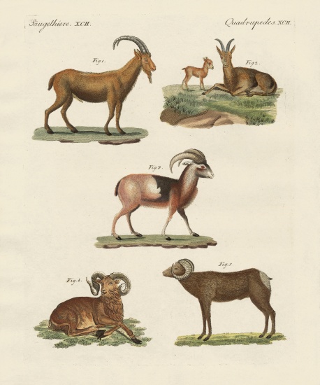 Four-footed animals from German School, (19th century)