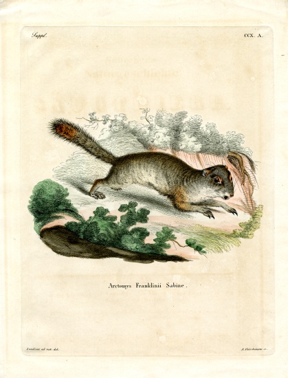 Franklin's Ground Squirrel from German School, (19th century)