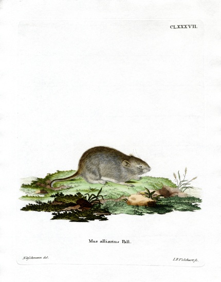 Garlic Mouse from German School, (19th century)