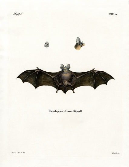 Geoffroy's Horseshoe Bat from German School, (19th century)