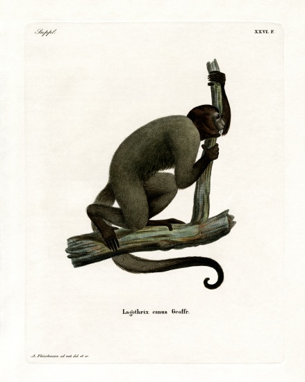 Geoffroy's Woolly Monkey from German School, (19th century)