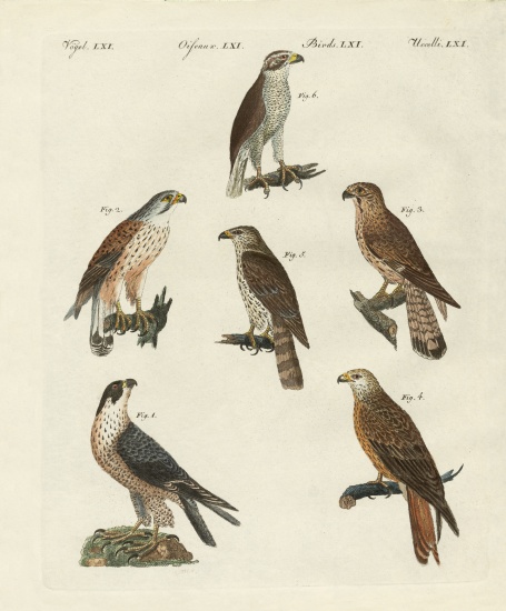 German birds of prey from German School, (19th century)