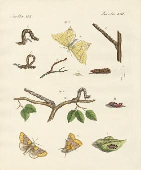 German Phalaena moths