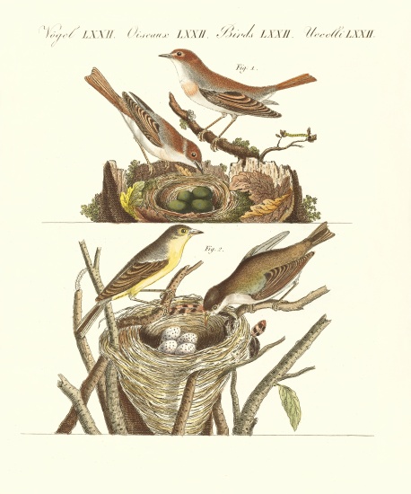 German singing birds from German School, (19th century)