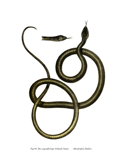 Ghamcheh Snake from German School, (19th century)