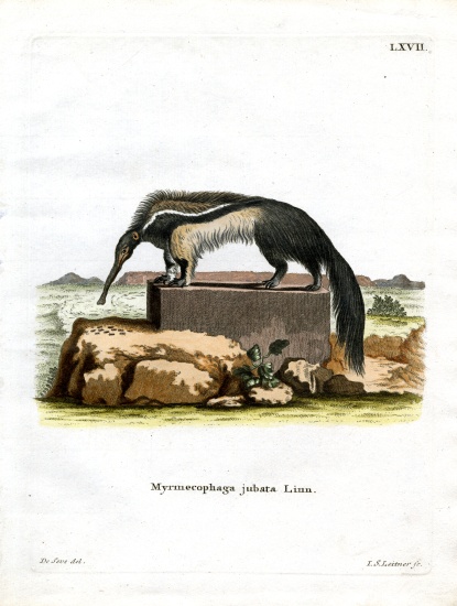 Giant Anteater from German School, (19th century)