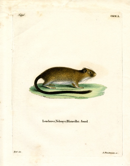 Golden Atlantic Tree Rat from German School, (19th century)