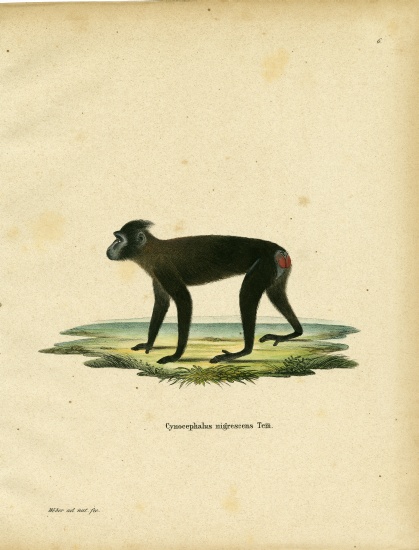 Gorontalo Macaque from German School, (19th century)