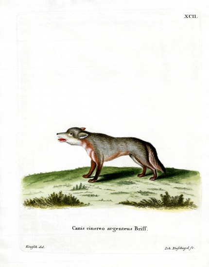 Gray Fox from German School, (19th century)
