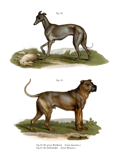 Grayhound from German School, (19th century)