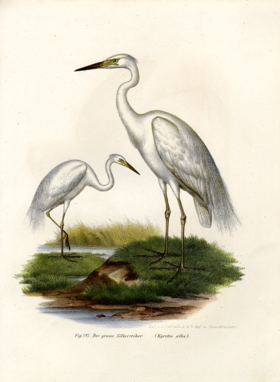 Great White Egret from German School, (19th century)
