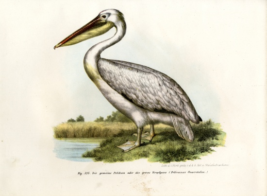Great White Pelican from German School, (19th century)
