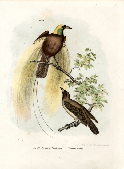Greater Bird of Paradise from German School, (19th century)