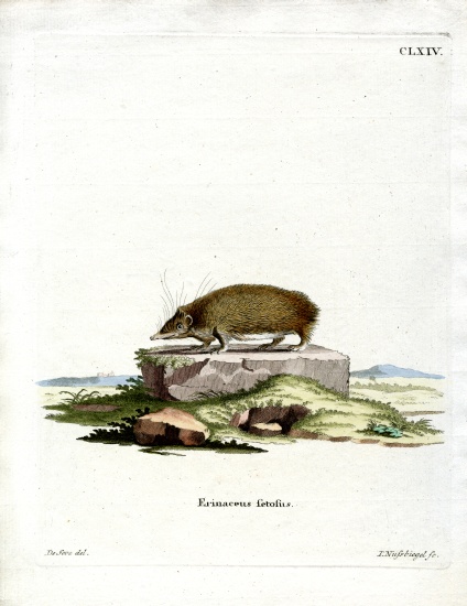 Greater Hedgehog Tenrec from German School, (19th century)