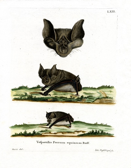 Greater Horseshoe Bat from German School, (19th century)