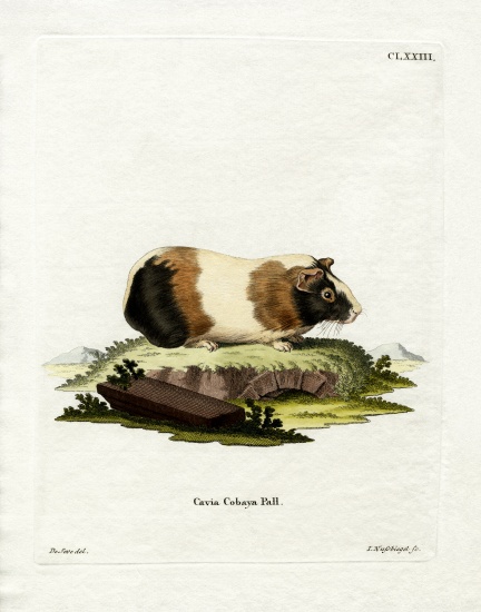 Guinea Pig from German School, (19th century)